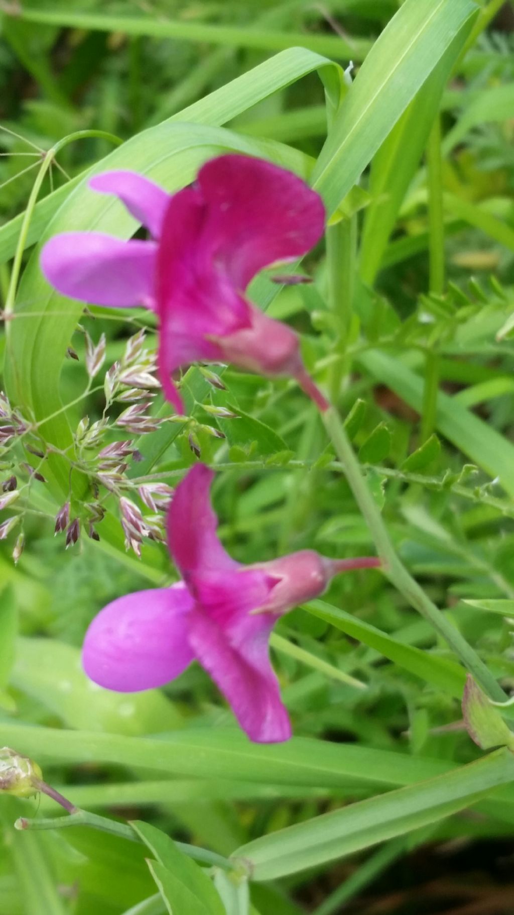 Fabaceae: impossibile andare oltre...